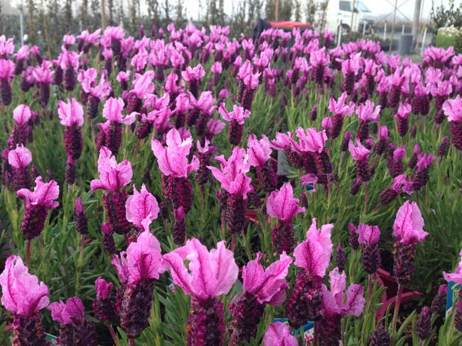 Lavandula pedunculata Sensation Rose LavpedSRo French Lavender, SENROS