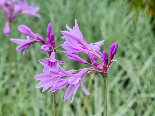 Tulbaghia violacea Variegata TulvioVa Variegated Society Garlic, Wild Garlic