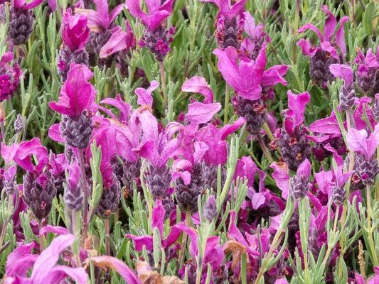 Lavandula stoechas Javelin Forte Deep Rose LavstoJFDR Italian Lavender, Spanish Lavender