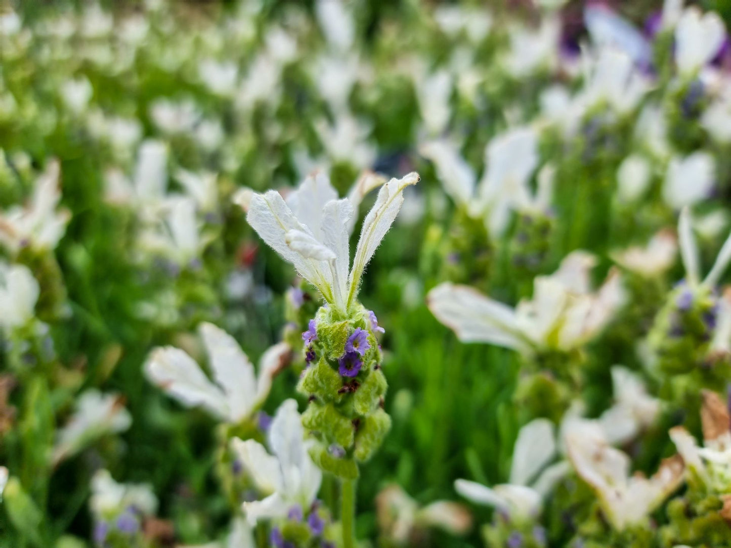 Lavandula stoechas Javelin Forte White LavstoJFW Italian Lavender, Spanish Lavender