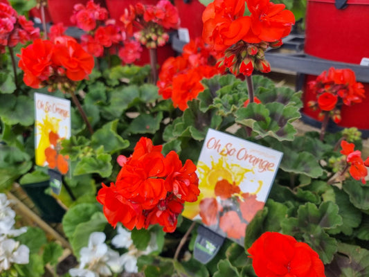 Pelargonium hortorum Oh So Orange PelhorOSO Zonal Geranium, Garden Geranium 200mm