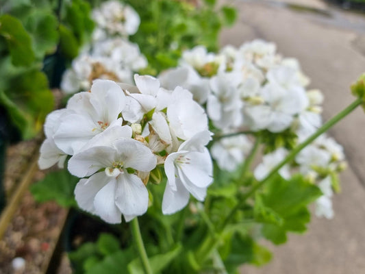 Pelargonium hybrida White PelhybWh Geranium 200mm