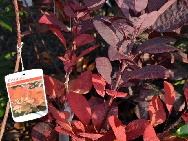 Cotinus coggygria Grace CotcogGra Smoke Tree, Smoke Bush, Eurasian Smoketree