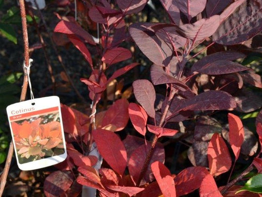 Cotinus coggygria Grace CotcogGra Smoke Tree, Smoke Bush, Eurasian Smoketree