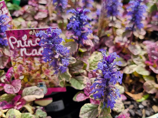 Ajuga tenorii Princess Nadia AjutenPN Bugle, Bugleweed, Blue Bugle, Carpetweed