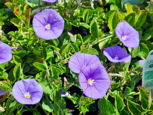 Convolvulus sabatius Consab Syn Convolvulus mauritanicus, Blue Morning Glory, Bindweed