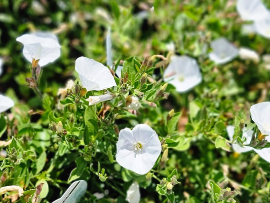 Convolvulus sabatius Prime White ConsabPW Blue Morning Glory, Bindweed, 140mm