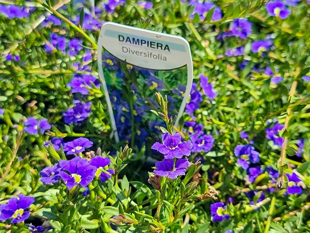 Dampiera diversifolia Damdiv Blue Dampiera 140mm – awesomeplants