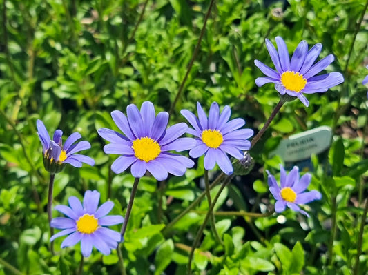 Felicia amelloides Felame Blue Marguerite, Blue Daisy