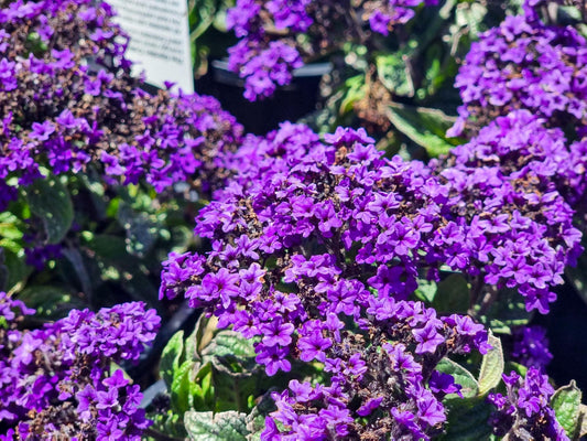 Heliotropium arborescens Scentropia Dark Blue HelarbSDB Common Heliotrope, Garden Heliotrope, Cherry Pie 140mm