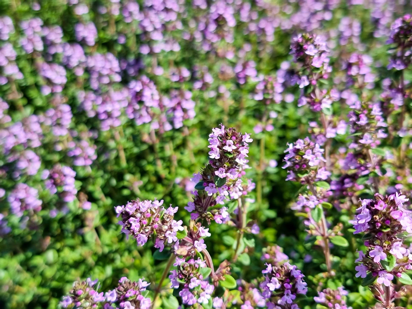 Thymus citriodorus Thycit Lemon Thyme, Citrus Thyme, Herb 140mm