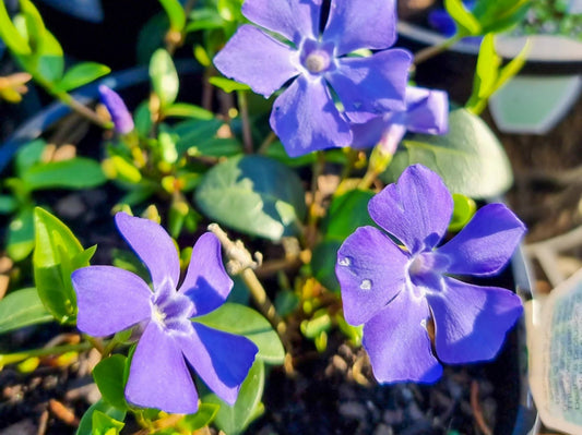 Vinca minor Vinmin Dwarf Periwinkle, Lesser Periwinkle