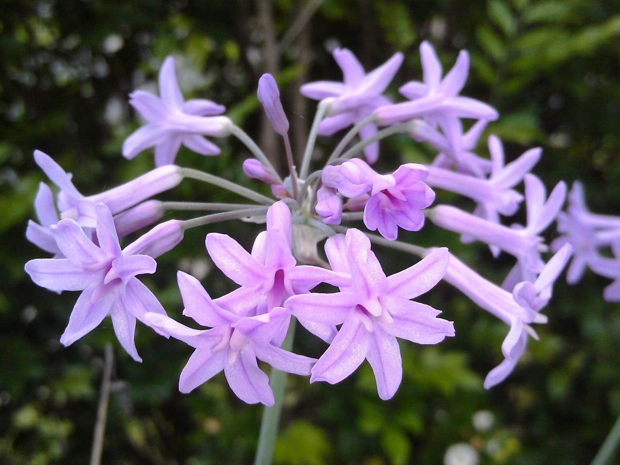 Tulbaghia violacea Tulvio Society Garlic, Wild Garlic