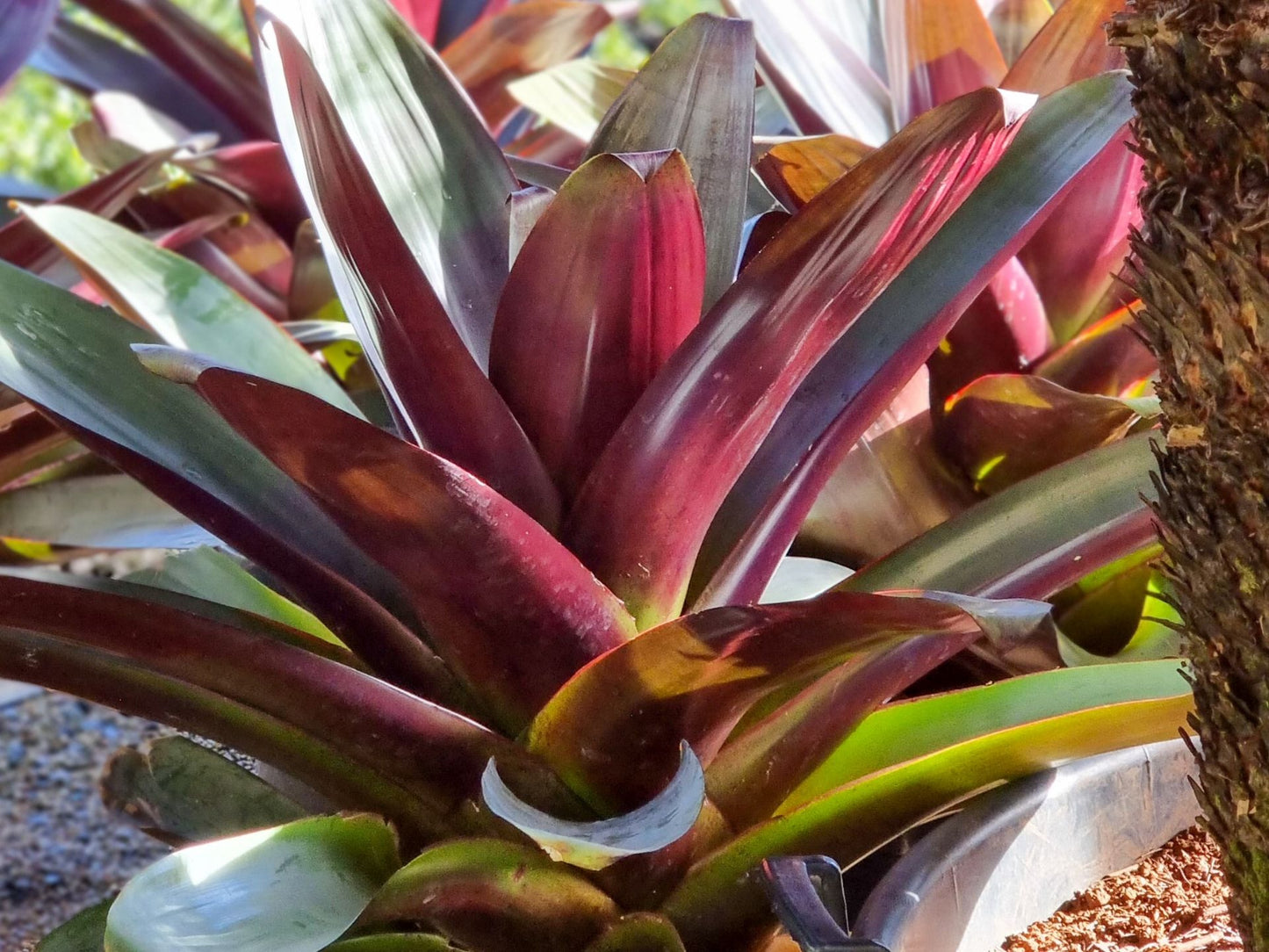 Alcantarea imperialis Silver Plum AlcimpSP Syn Vriesea imperialis, Imperial Bromeliad 200mm