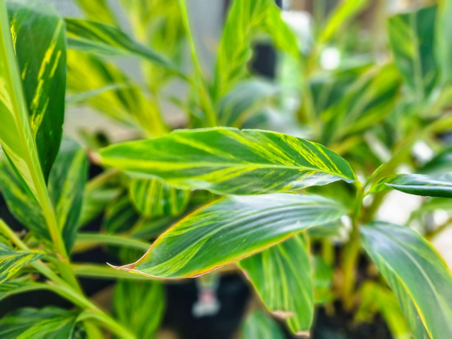 Alpinia zerumbet Variegata AlpzerVa Variegated Shell Ginger 200mm