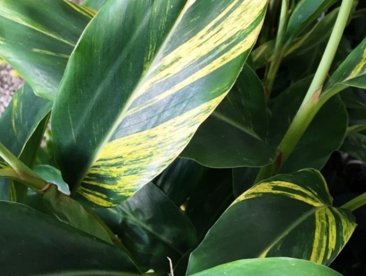 Alpinia zerumbet Variegata AlpzerVa Variegated Shell Ginger 200mm