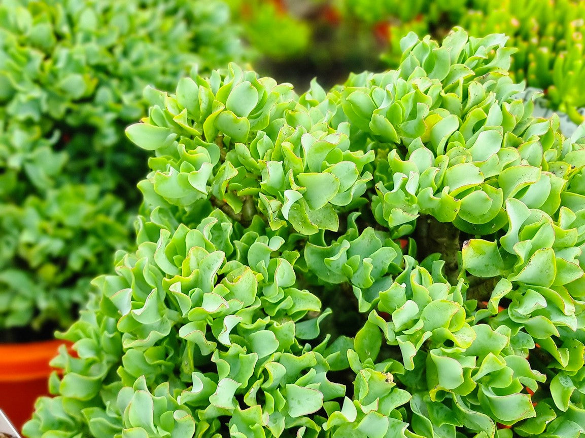 Crassula hybrida Curly Blue CrahybCB Ripple Jade, Succulent