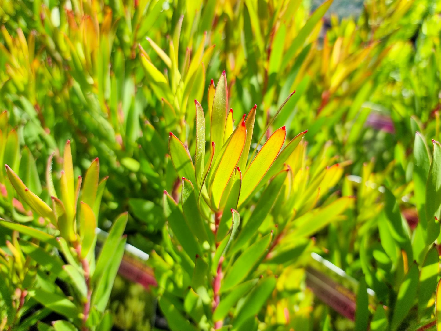 Leucadendron laureolum salignum Golden Mitre LeulsGM Conebush