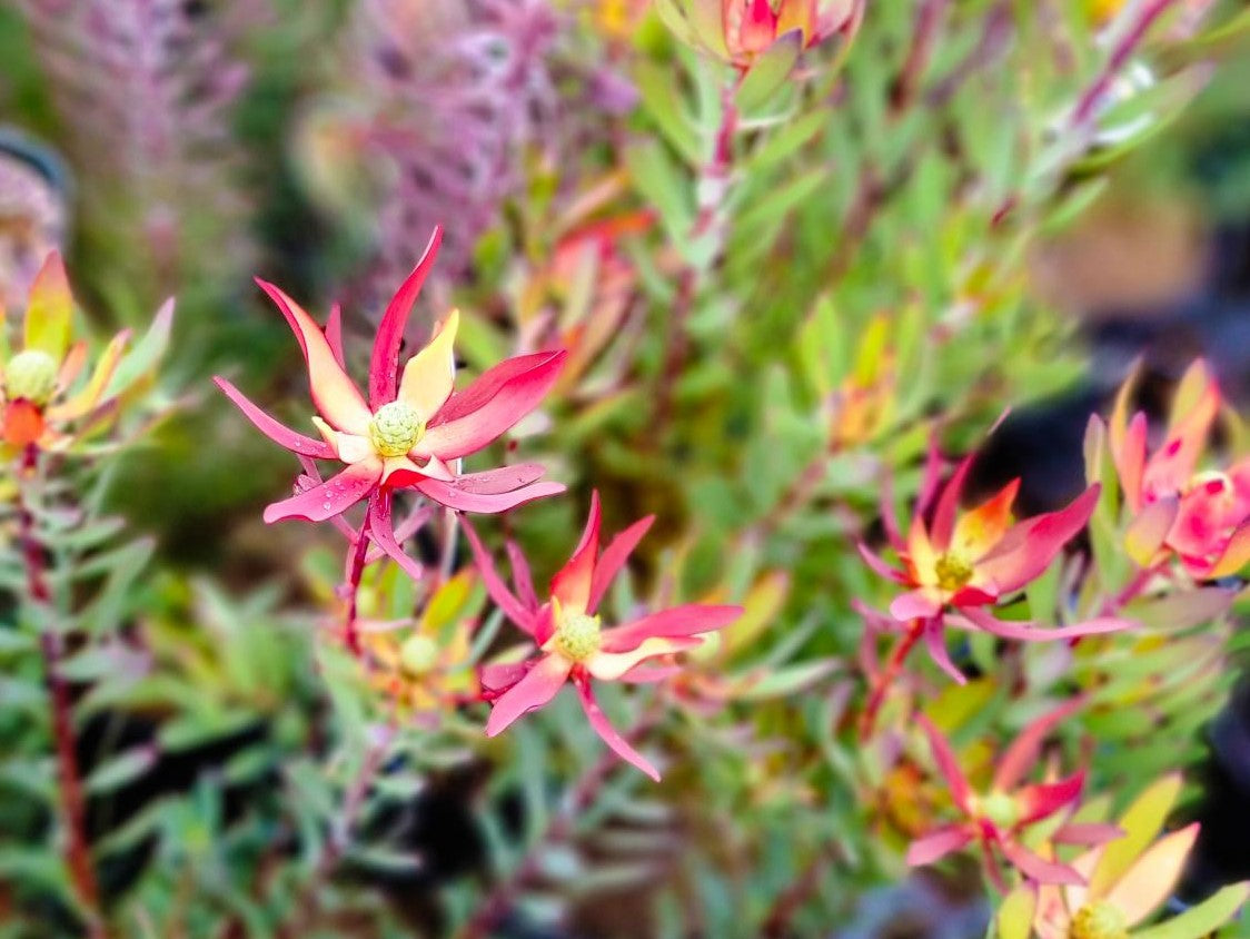 Leucadendron salignum Misty Sunrise LeusalMS Conebush