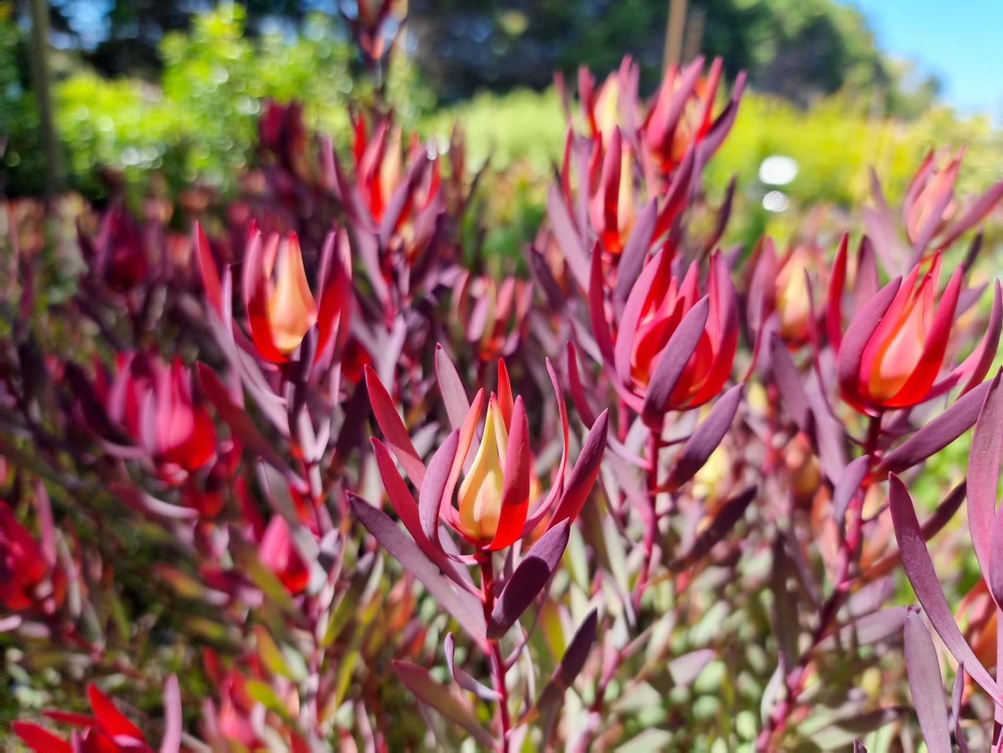 Leucadendron salignum Strawberries And Cream LeusalSAC Conebush