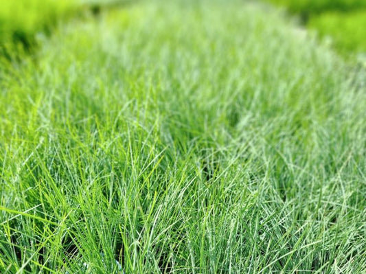 Lomandra confertifolia rubiginosa Frosty Tops PBR LomcrFT Mat Rush, LCS1