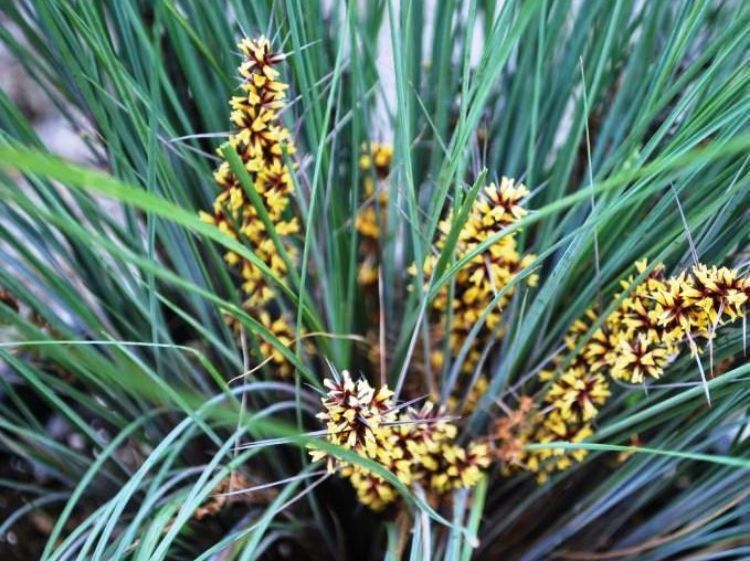 Lomandra confertifolia rubiginosa Frosty Tops PBR LomcrFT Mat Rush, LCS1