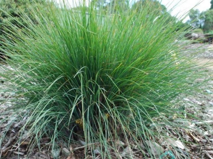 Lomandra confertifolia rubiginosa Frosty Tops PBR LomcrFT Mat Rush, LCS1