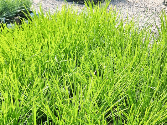 Lomandra longifolia confertifolia Little Lime LomlcLL Spiny Head Mat Rush, Basket Grass