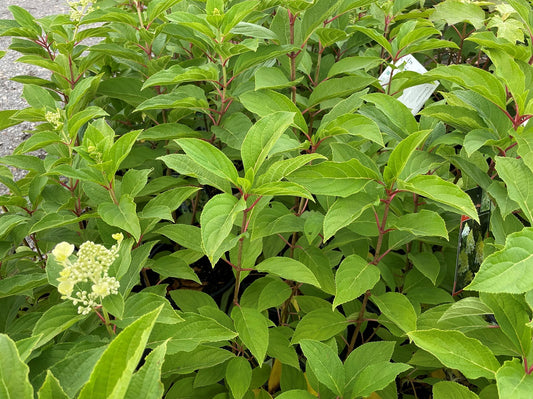 Hydrangea paniculata Greenspire HydpanGre Panicled Hydrangea 200mm