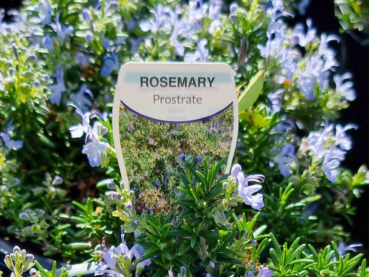 Rosmarinus officinalis Prostrata RosoffPr Prostrate Rosemary