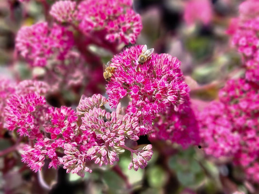 Sedum spectabile Ruby Glow SedspeRG Showy Stonecrop, Ice Plant, Butterfly Stonecrop, Succulent 140mm