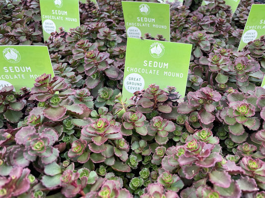 Sedum spurium Chocolate Mound SedspuCM Succulent 200mm