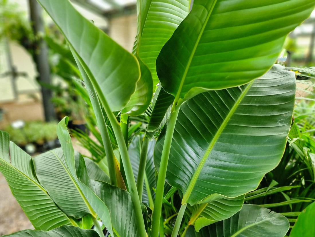 Strelitzia nicolai Strnic Giant White Bird of Paradise, Wild Banana 20