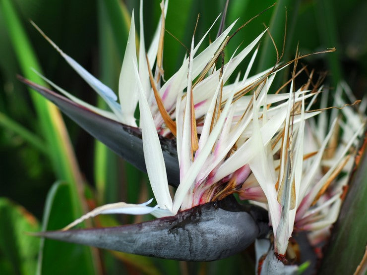 Strelitzia nicolai Strnic Giant White Bird of Paradise, Wild Banana 200mm