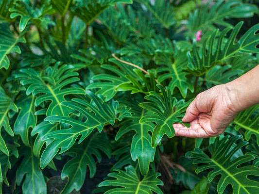 Philodendron xanadu Phixan Syn Thaumatophyllum xanadu 120mm