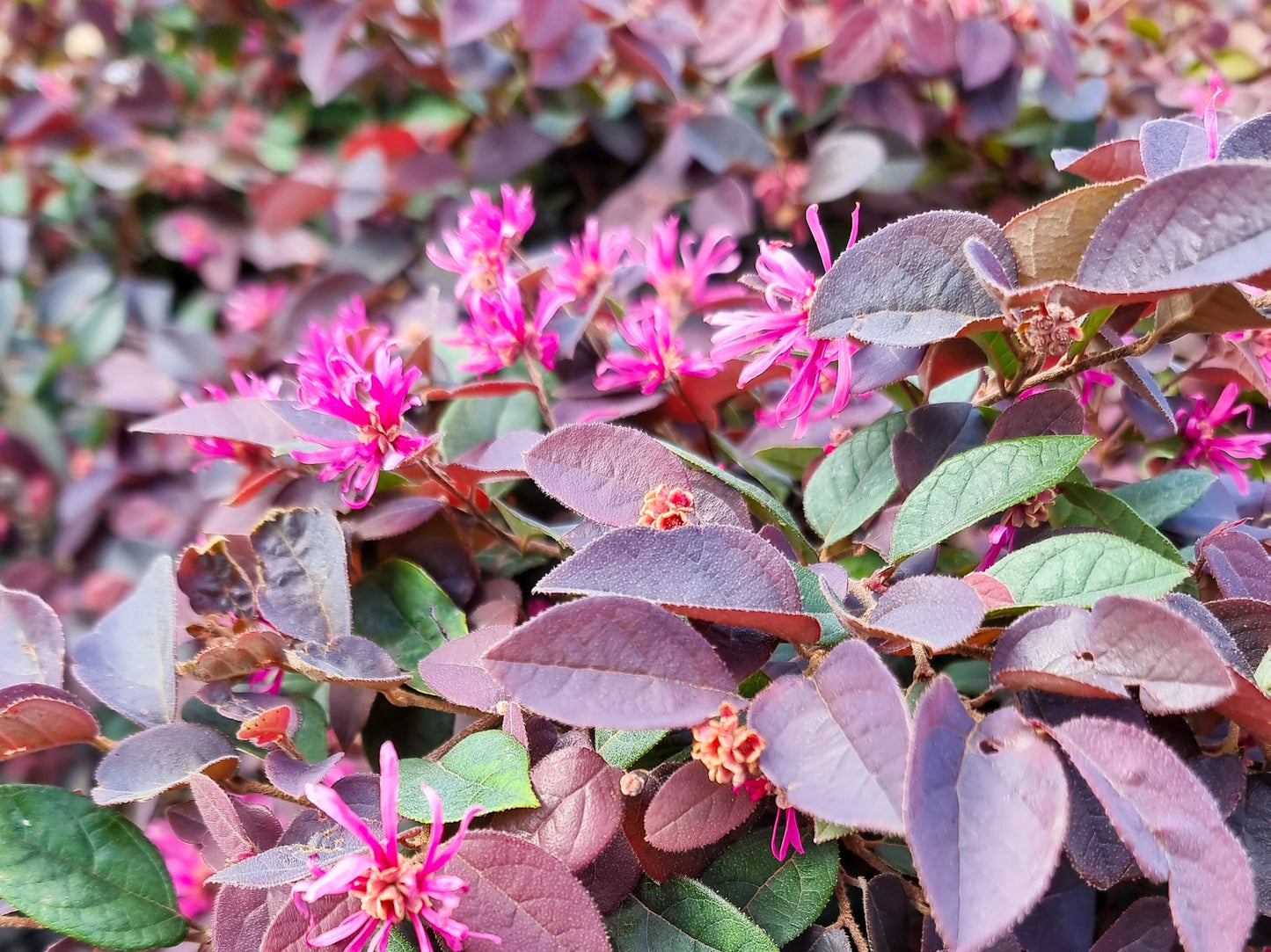 Loropetalum chinense rubrum China Pink LorcrCP Pink Chinese Fringe Flower 140mm