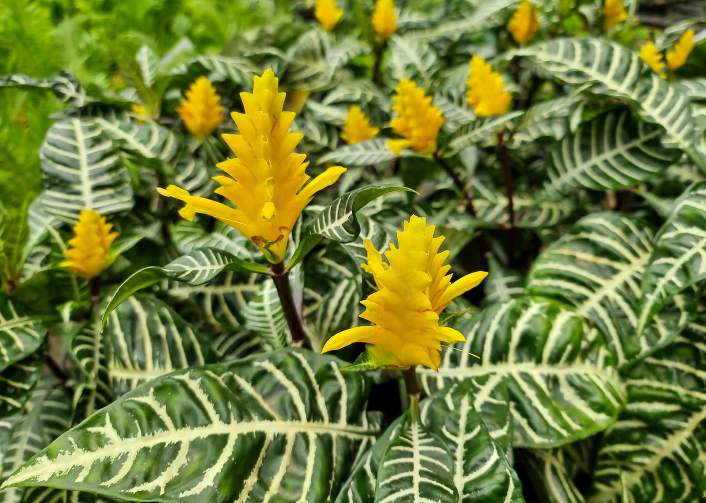 Aphelandra squarrosa Aphsqu Zebra Plant