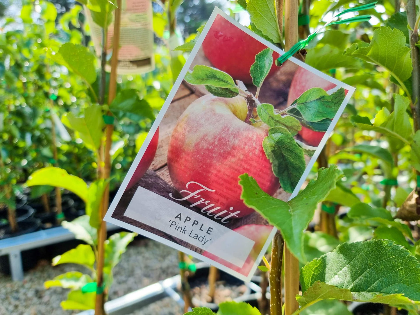 Malus Domestica Pink Lady Apple