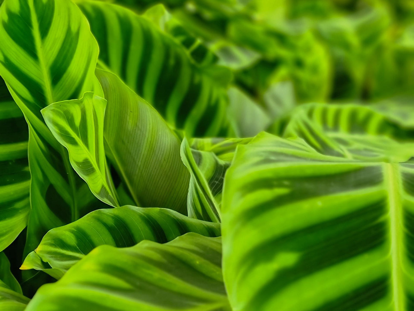 Calathea zebrina Humilior CalzebHum Zebra Plant, Peacock Plant, Rattlesnake Plant, Prayer Plant 200mm