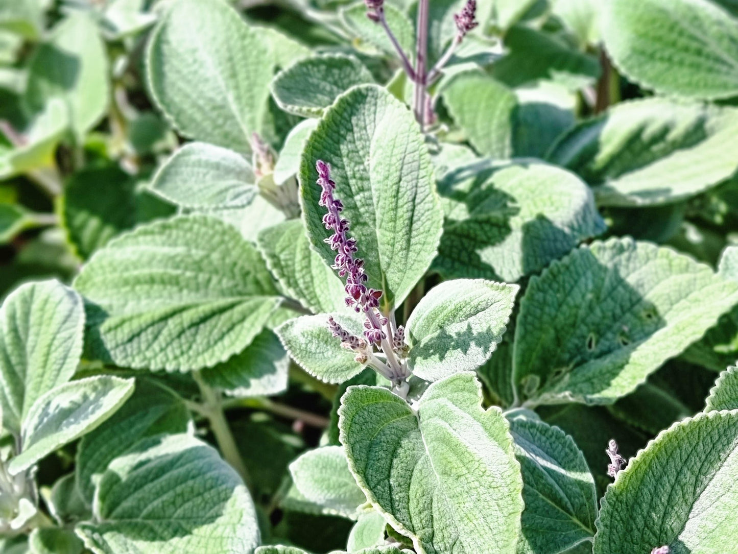 Plectranthus argentatus Plearg Silver Spurflower