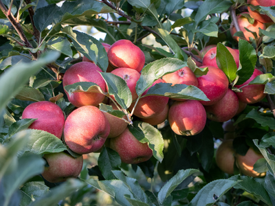 Malus domestica Gala - Apple