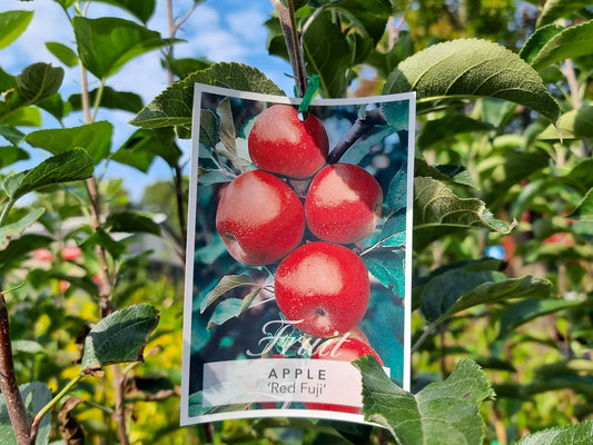 Malus domestica Red Fuji Apple