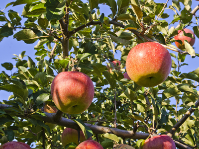 Malus domestica Red Fuji Apple