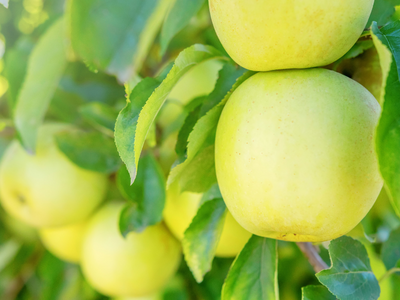 Malus domestica Golden Delicious Apple