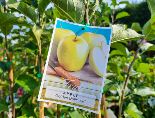 Malus domestica Golden Delicious Apple