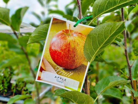 Malus domestica Gala - Apple