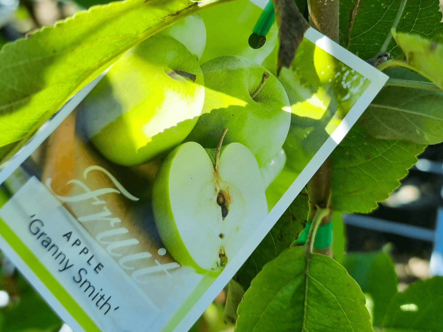 Malus domestica Granny Smith Apple