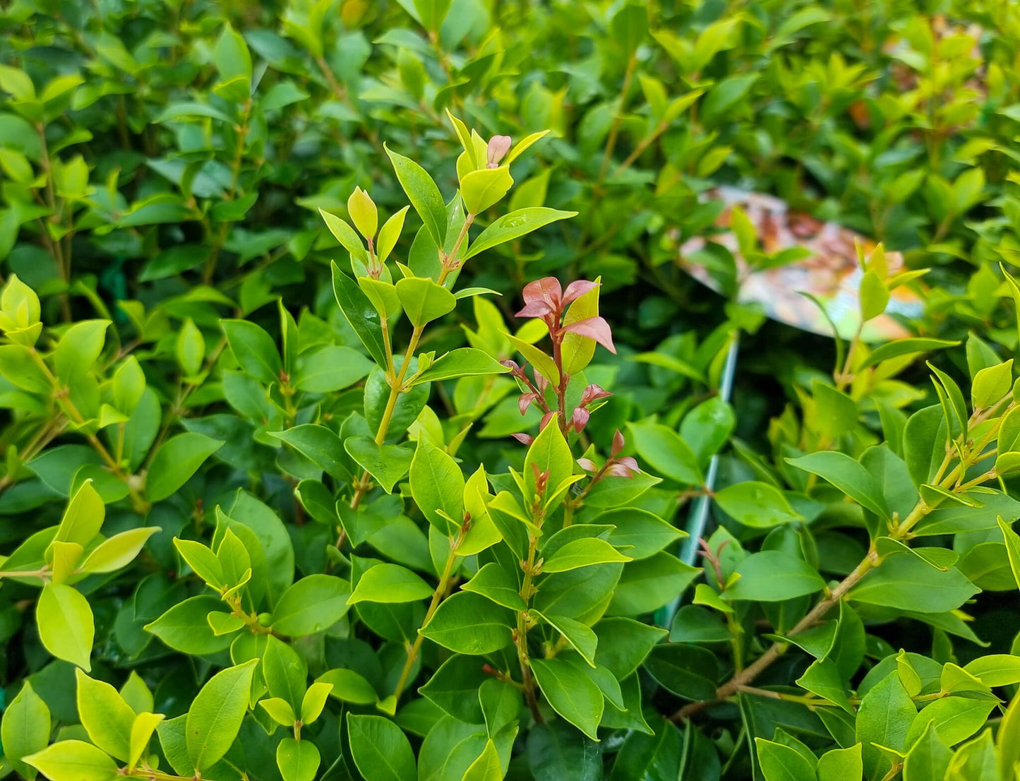 Acmena smithii Allyn Magic PBR - AcmsmiAM Syn Syzygium smithii - Dwarf Lilly Pilly