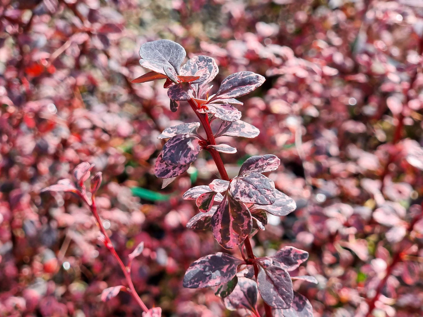 Berberis thunbergii atropurpurea Rose Glow BertaRG Purple Japanese Barberry