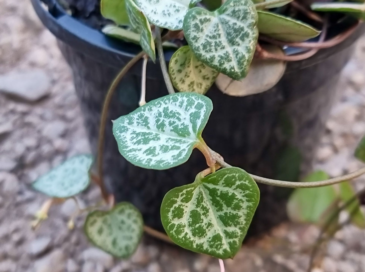 Ceropegia woodii Cerwoo Syn Ceropegia linearis woodii, String of Hearts, Rosary Vine, Chain of Hearts 140mm